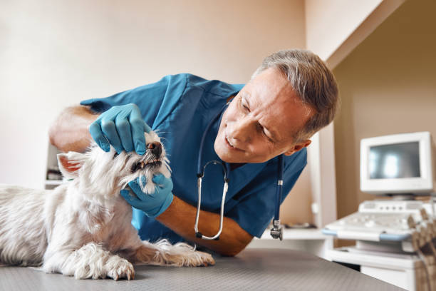  Queen City, TX Emergency Dentist Pros